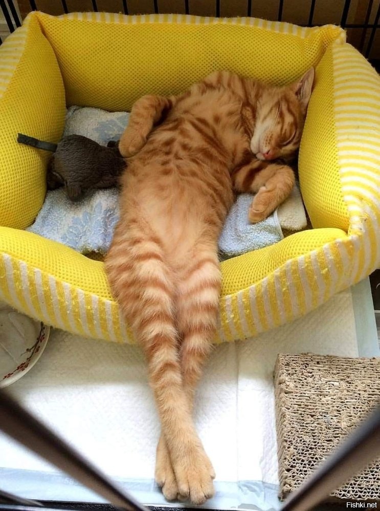 Солянка от 13.09.2025