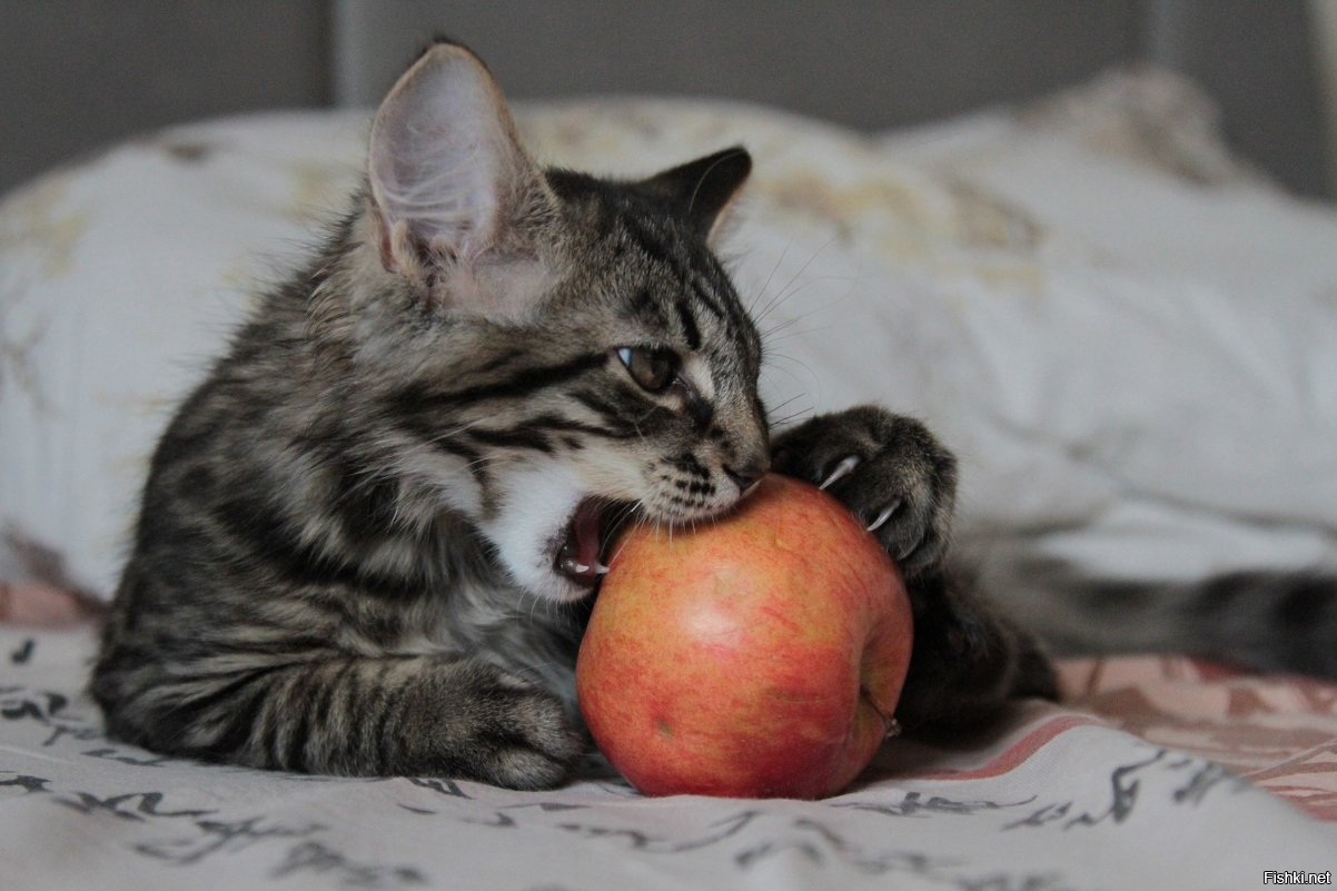 Солянка от 13.09.2025