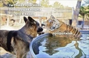 Большая кошка — маленькие радости