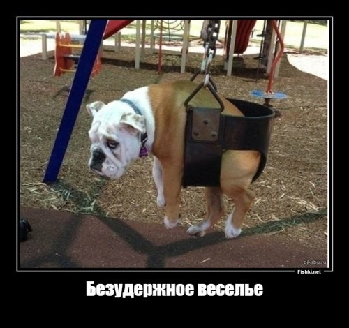Женщины сыграли в «Бычий покер»