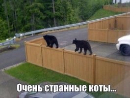 Демотиваторы для хорошего настроения 