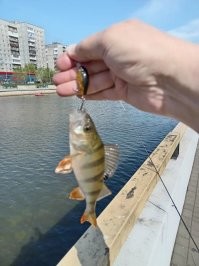Клюёт.