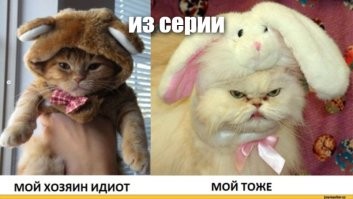 Кот в комбинезоне похож на живую лабубу