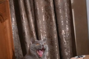 Негодует, что не успел поймать фокус.