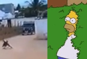 Грабители пожалели, что связались с фермером