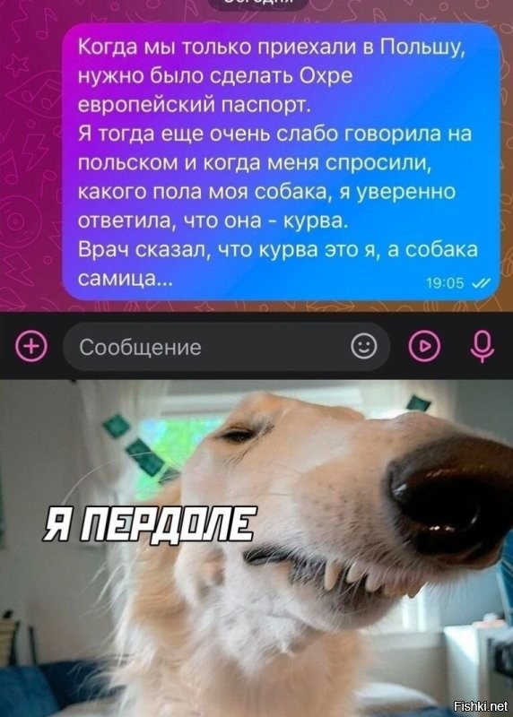 Бобер доктор