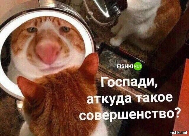 20 примеров трогательной реакции наших питомцев на собственное отражение в зеркале