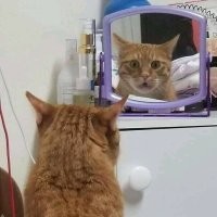 20 примеров трогательной реакции наших питомцев на собственное отражение в зеркале