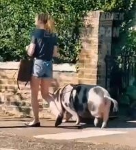 Судя по размеру, она эту хрюшку не вчера завела.