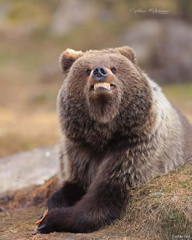 Юги, зырь, нашёл автора:
Фотограф Valtteri Mulkahainen