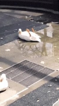 Корм малёхо забродил. ))