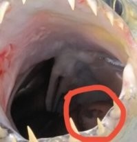 А это там не предыдущий рыбак выглядывает ?