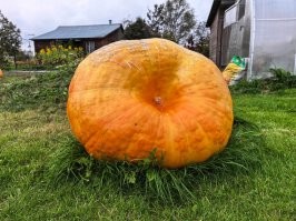 Приятно что здесь эта тема всплыла.
Я покупал у него семечки, тыква выросла больше 100кг.