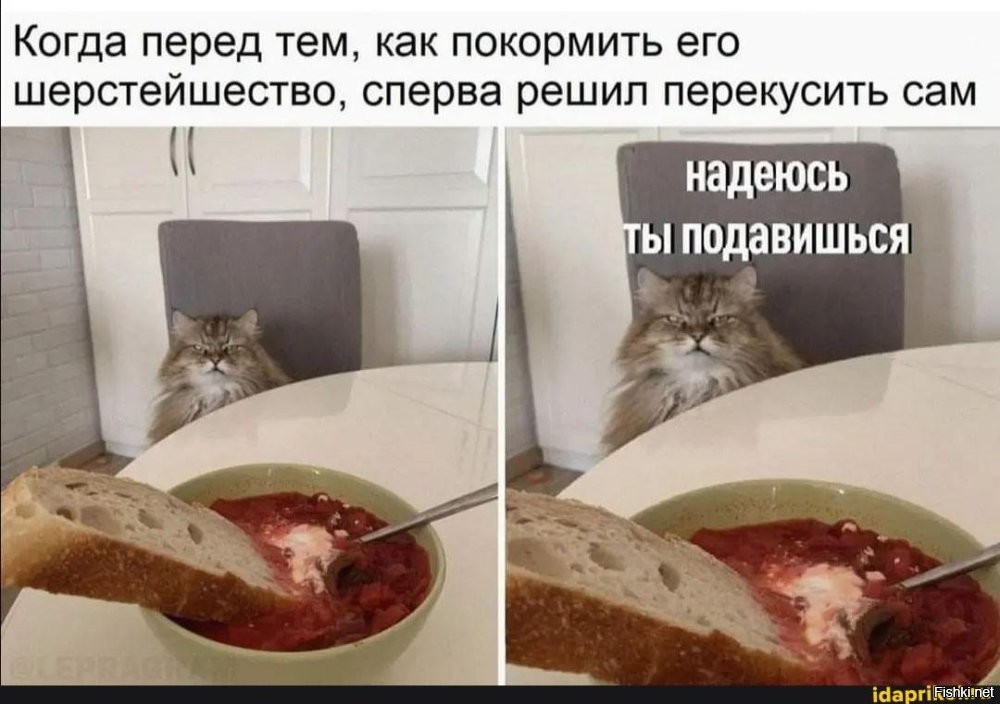 Гороховый суп с котом
