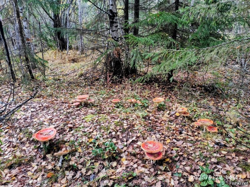 Например мне 
Приехал из леса. Поел щщей и нахожусь в нирване
