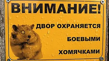 Хомяк охраняет свою территорию