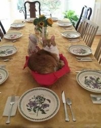 Этот в хлебнице устроился что ли? По наглой морде за такое!