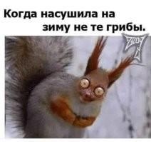 Белка отправилась на «тихую охоту»