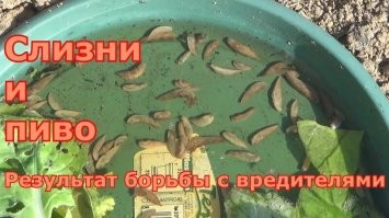 Слизни любят пиво