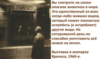 Белые медведи облюбовали бывшую метеостанцию