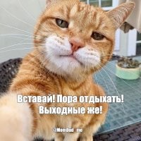 Кот играет с хозяйкой