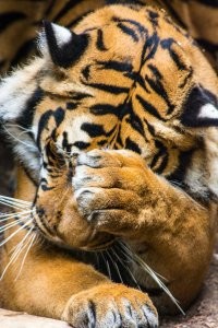 Хищник осматривает жилище человека