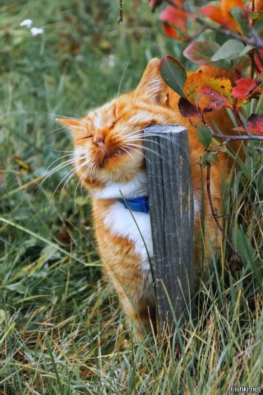 У нас бабье лето , часть 1 )