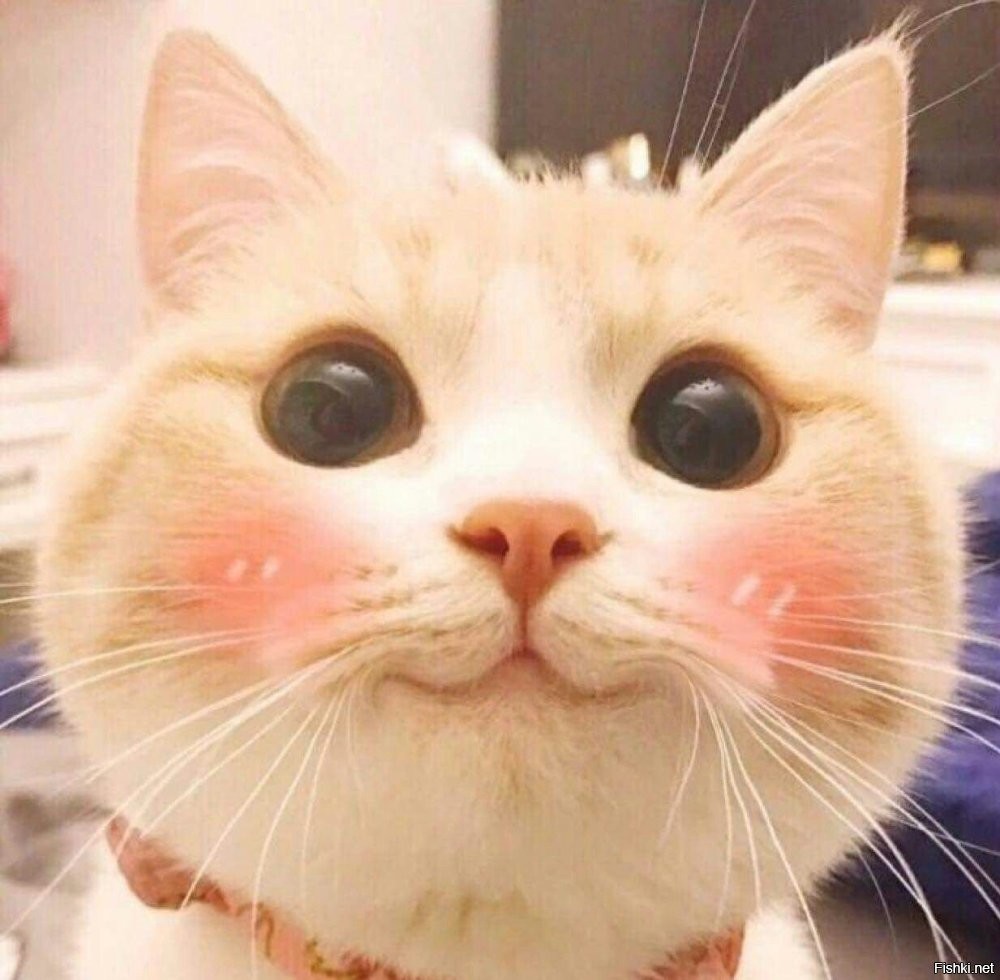 И котиков :)