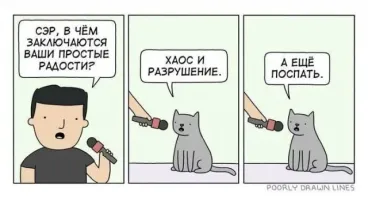 25 примеров расшифровки тайных эмоций котиков