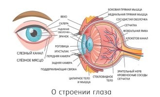 Чтобы добраться до сетчатки глаза, нужно глазное яблоко вскрыть.