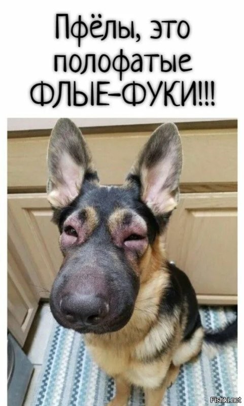 Большая тарелка улыбатора