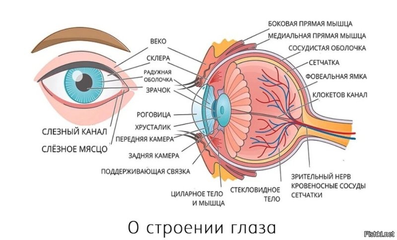 Чтобы добраться до сетчатки глаза, нужно глазное яблоко вскрыть.