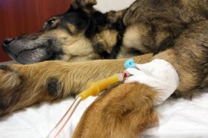 Так там и лапки с гулькин нос, не разглядеть. У собак с нормальными пропорциями это выглядит как-то так.