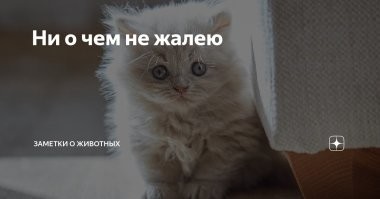 Вот кошка сделала что могла, чтоб улучшить комфорт своей жизни. А что сделал ты?