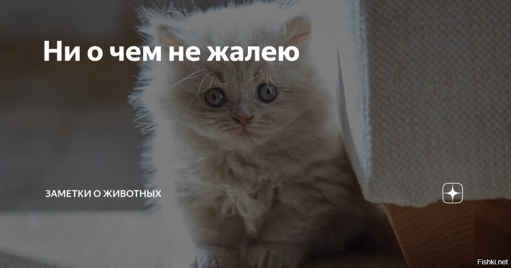 Вот кошка сделала что могла, чтоб улучшить комфорт своей жизни. А что сделал ты?