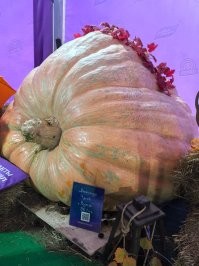 Вот тыковка.
А клубника на фото Чамора Туруси, весьма известная