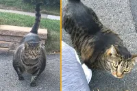 20 удивительных гигантов животного мира