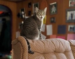 25 примеров расшифровки тайных эмоций котиков
