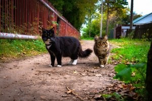 Наши, местные разбойники - вымогатели.