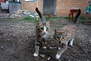 Наши, местные разбойники - вымогатели.