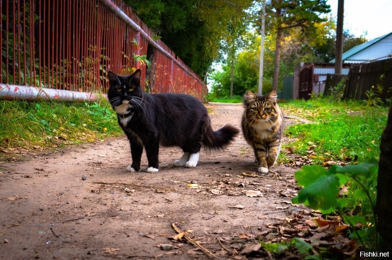 Наши, местные разбойники - вымогатели.