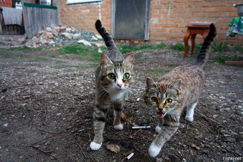 Наши, местные разбойники - вымогатели.