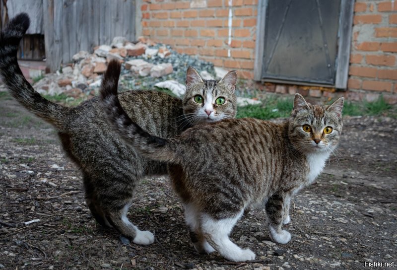 Наши, местные разбойники - вымогатели.