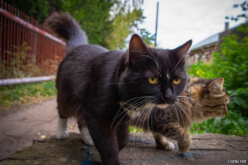 Наши, местные разбойники - вымогатели.