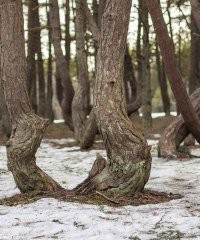 Хммм... Сдаётся мне что тут дело не в ветре. Этот лес категорически пожна наш Танцующий лес. Даже на фото петля ствола сосны один в один.  Так вот причина таких искривлений не в ветрах, поскольку на том месте ветра не сильные, либо их нет вовсе. Вот и тут лес в глубине. Не может там быть постоянных ветров такой силы, чтобы так заворачивать стволы. Вот фотки танцующего леса. А причины можете сами поискать, но я склоняюсь к тому что это насекомые-вредители. Их следы найдены исследователями и всё в целом подтверждается. Кстати такая деформация стволов далеко не единственная. Есть и у нас в стране и у соседей в Польше и в других местах.
