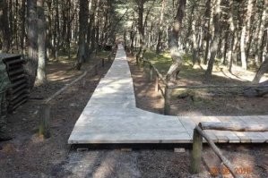 Хммм... Сдаётся мне что тут дело не в ветре. Этот лес категорически пожна наш Танцующий лес. Даже на фото петля ствола сосны один в один.  Так вот причина таких искривлений не в ветрах, поскольку на том месте ветра не сильные, либо их нет вовсе. Вот и тут лес в глубине. Не может там быть постоянных ветров такой силы, чтобы так заворачивать стволы. Вот фотки танцующего леса. А причины можете сами поискать, но я склоняюсь к тому что это насекомые-вредители. Их следы найдены исследователями и всё в целом подтверждается. Кстати такая деформация стволов далеко не единственная. Есть и у нас в стране и у соседей в Польше и в других местах.