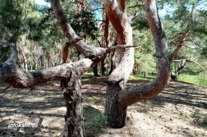Хммм... Сдаётся мне что тут дело не в ветре. Этот лес категорически пожна наш Танцующий лес. Даже на фото петля ствола сосны один в один.  Так вот причина таких искривлений не в ветрах, поскольку на том месте ветра не сильные, либо их нет вовсе. Вот и тут лес в глубине. Не может там быть постоянных ветров такой силы, чтобы так заворачивать стволы. Вот фотки танцующего леса. А причины можете сами поискать, но я склоняюсь к тому что это насекомые-вредители. Их следы найдены исследователями и всё в целом подтверждается. Кстати такая деформация стволов далеко не единственная. Есть и у нас в стране и у соседей в Польше и в других местах.