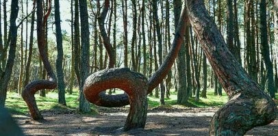Хммм... Сдаётся мне что тут дело не в ветре. Этот лес категорически пожна наш Танцующий лес. Даже на фото петля ствола сосны один в один.  Так вот причина таких искривлений не в ветрах, поскольку на том месте ветра не сильные, либо их нет вовсе. Вот и тут лес в глубине. Не может там быть постоянных ветров такой силы, чтобы так заворачивать стволы. Вот фотки танцующего леса. А причины можете сами поискать, но я склоняюсь к тому что это насекомые-вредители. Их следы найдены исследователями и всё в целом подтверждается. Кстати такая деформация стволов далеко не единственная. Есть и у нас в стране и у соседей в Польше и в других местах.