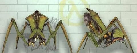 Седлоносая дыбка: гигантские хищные кузнечики