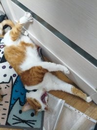 мой кот в шоке